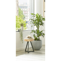 Haku Beistelltisch Schwarz-Akazie ø 35 cm 6